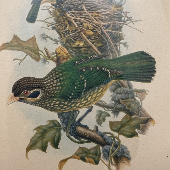 Framed Gould - Spotted
Catbird Art Print - Picture 8 of 16